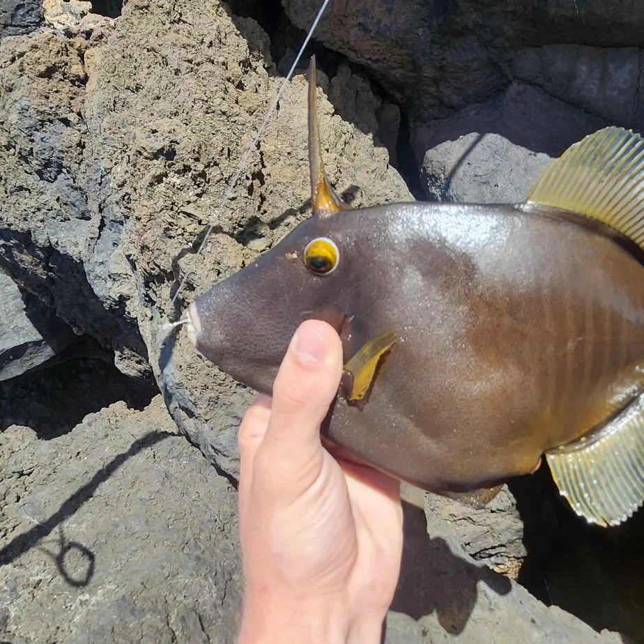 The most recent Bridled triggerfish catches on Fishbrain