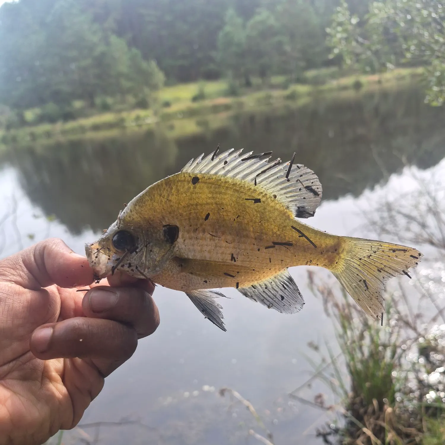 The most recent Flier catches on Fishbrain