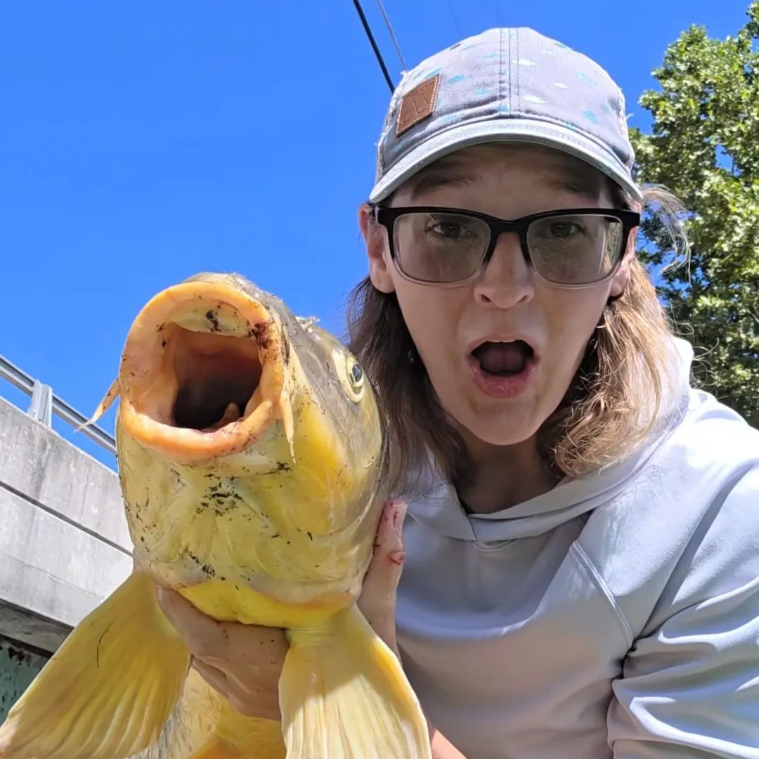 Common carp caught on Fishbrain