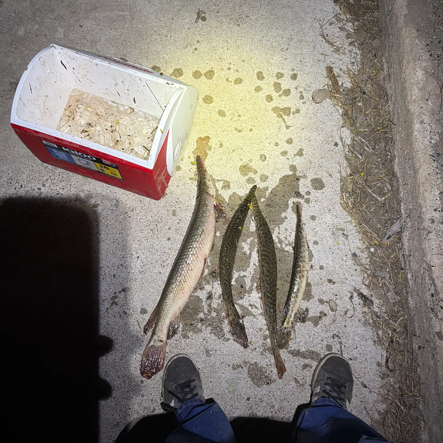 recently logged catches