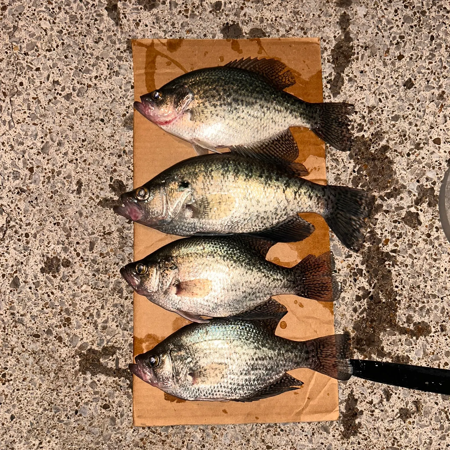recently logged catches