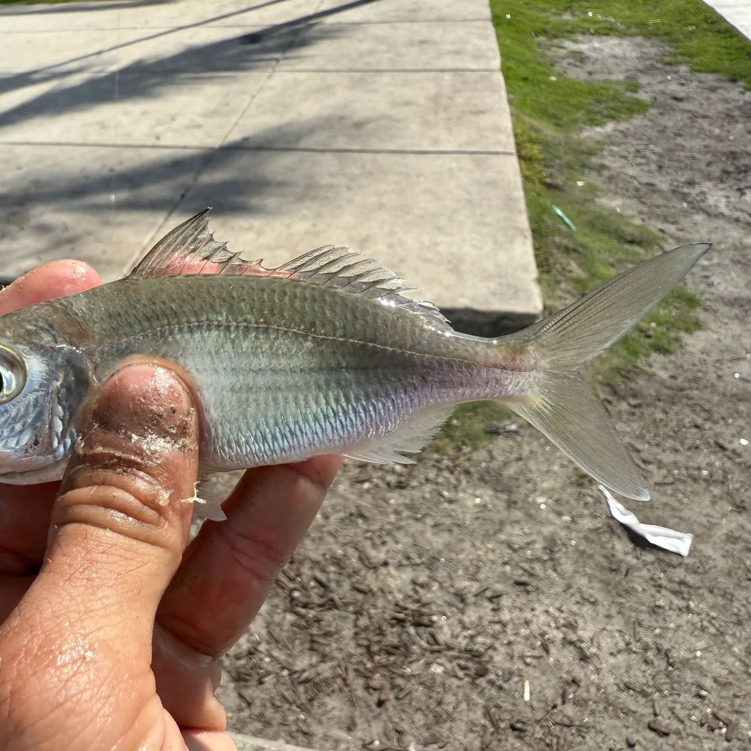 The most recent Atlantic spotfin mojarra catches on Fishbrain