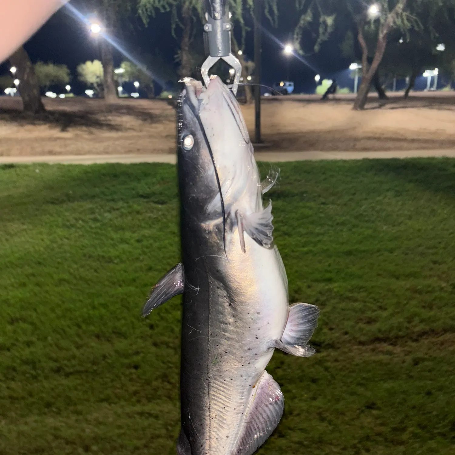 Channel catfish caught on Fishbrain