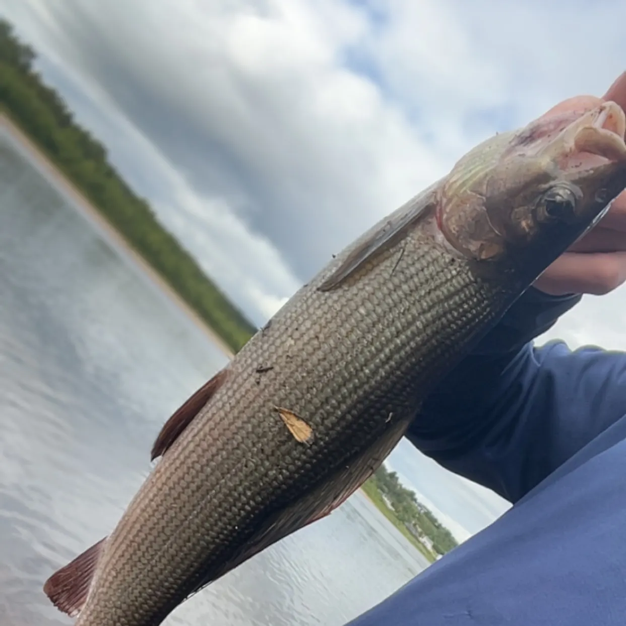 Asp caught on Fishbrain