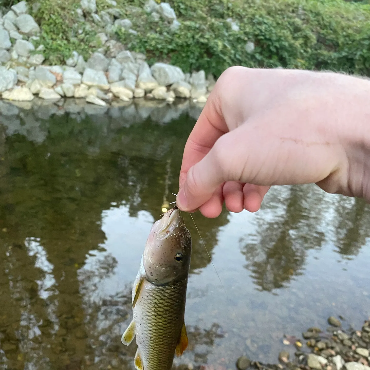 River chub caught on Fishbrain
