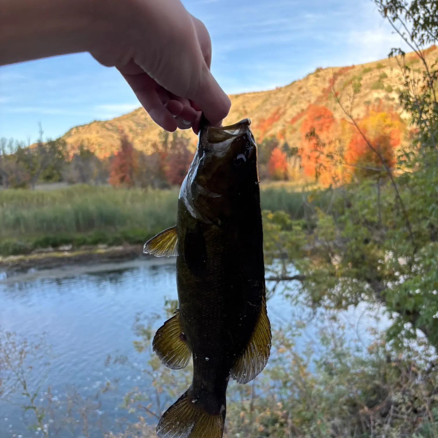 Fish caught on Fishbrain