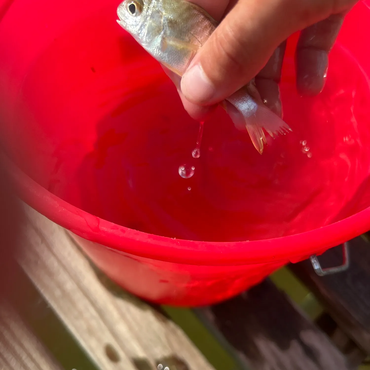 Pinfish caught on Fishbrain