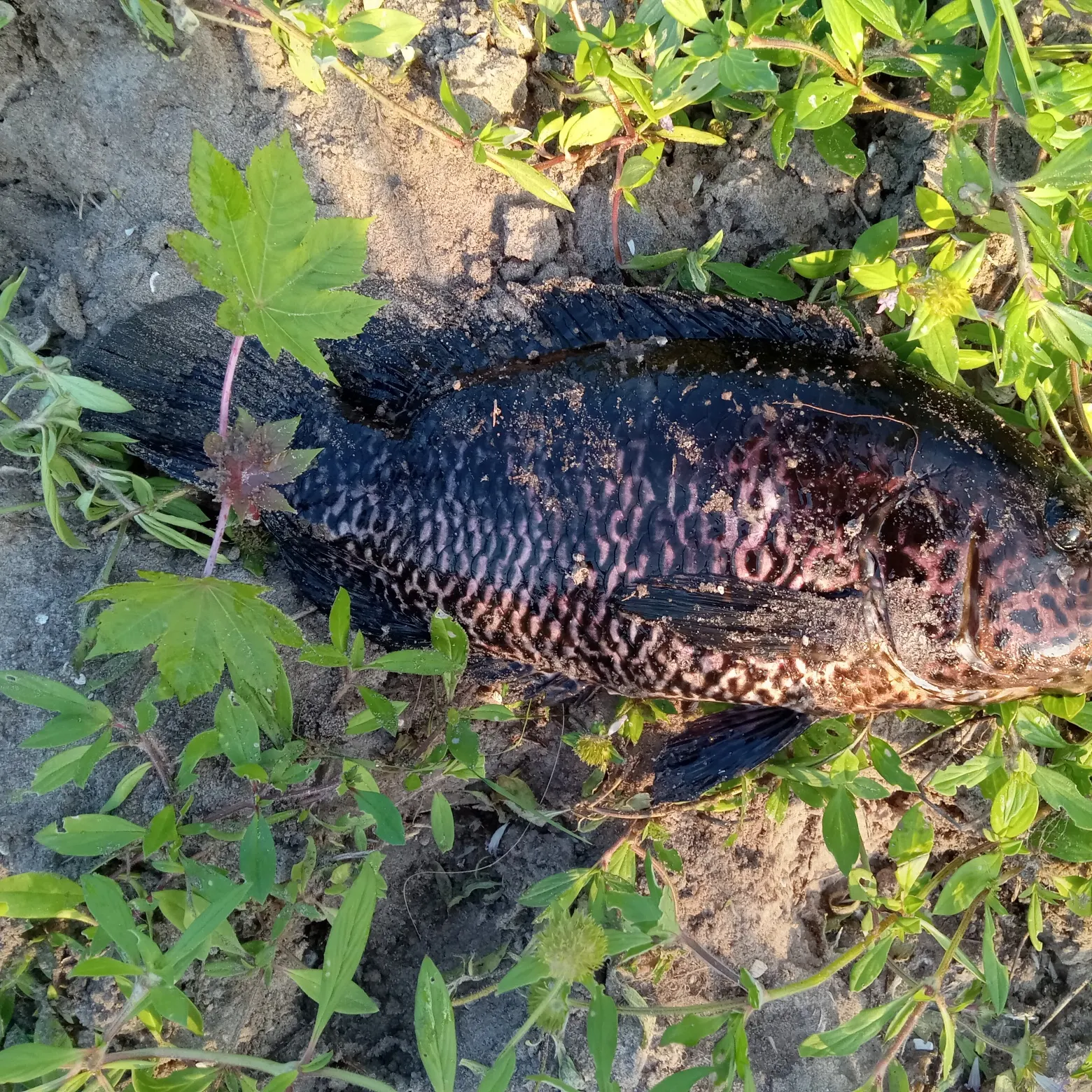 The most recent Jaguar cichlid catches on Fishbrain