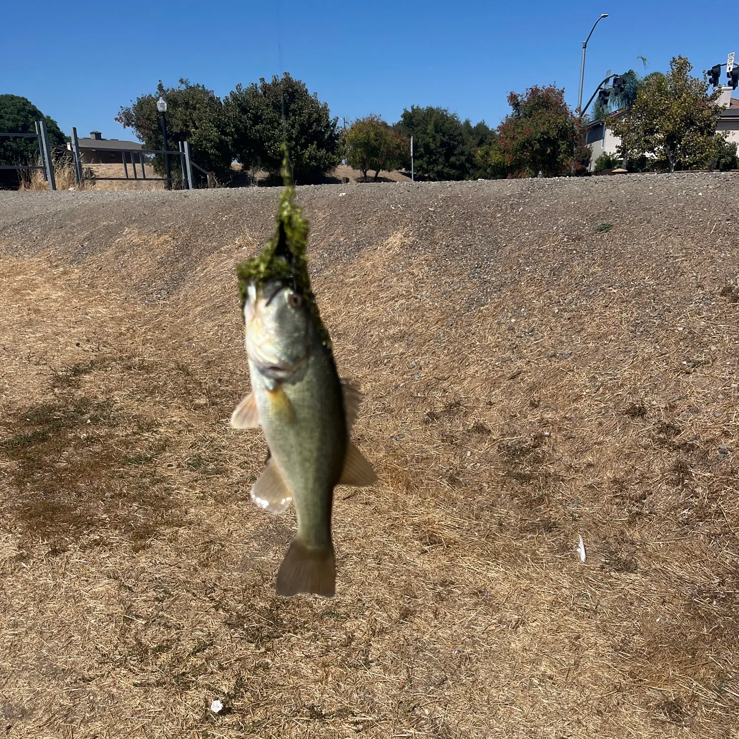 Spotted bass caught on Fishbrain