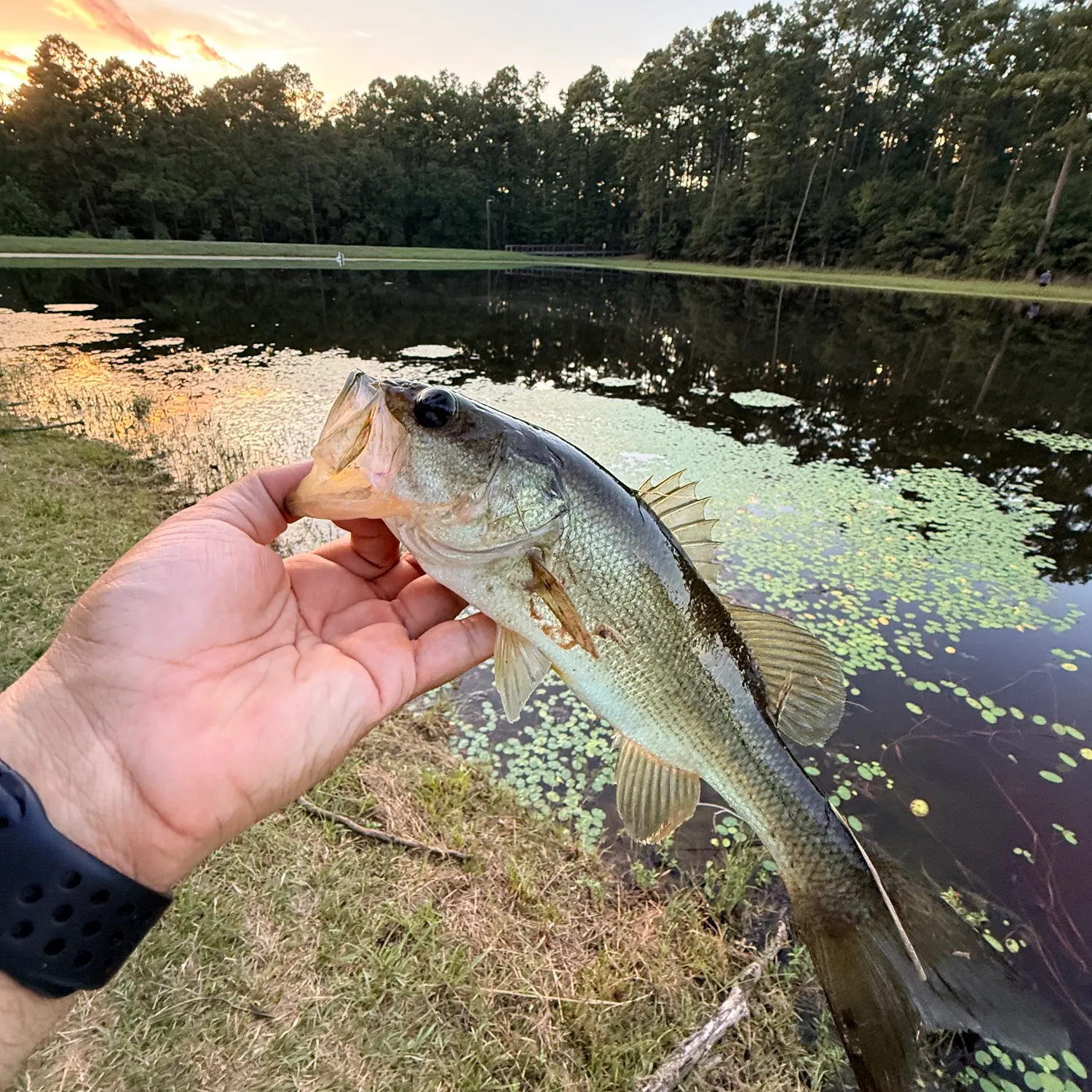 Largemouth bass caught on Fishbrain