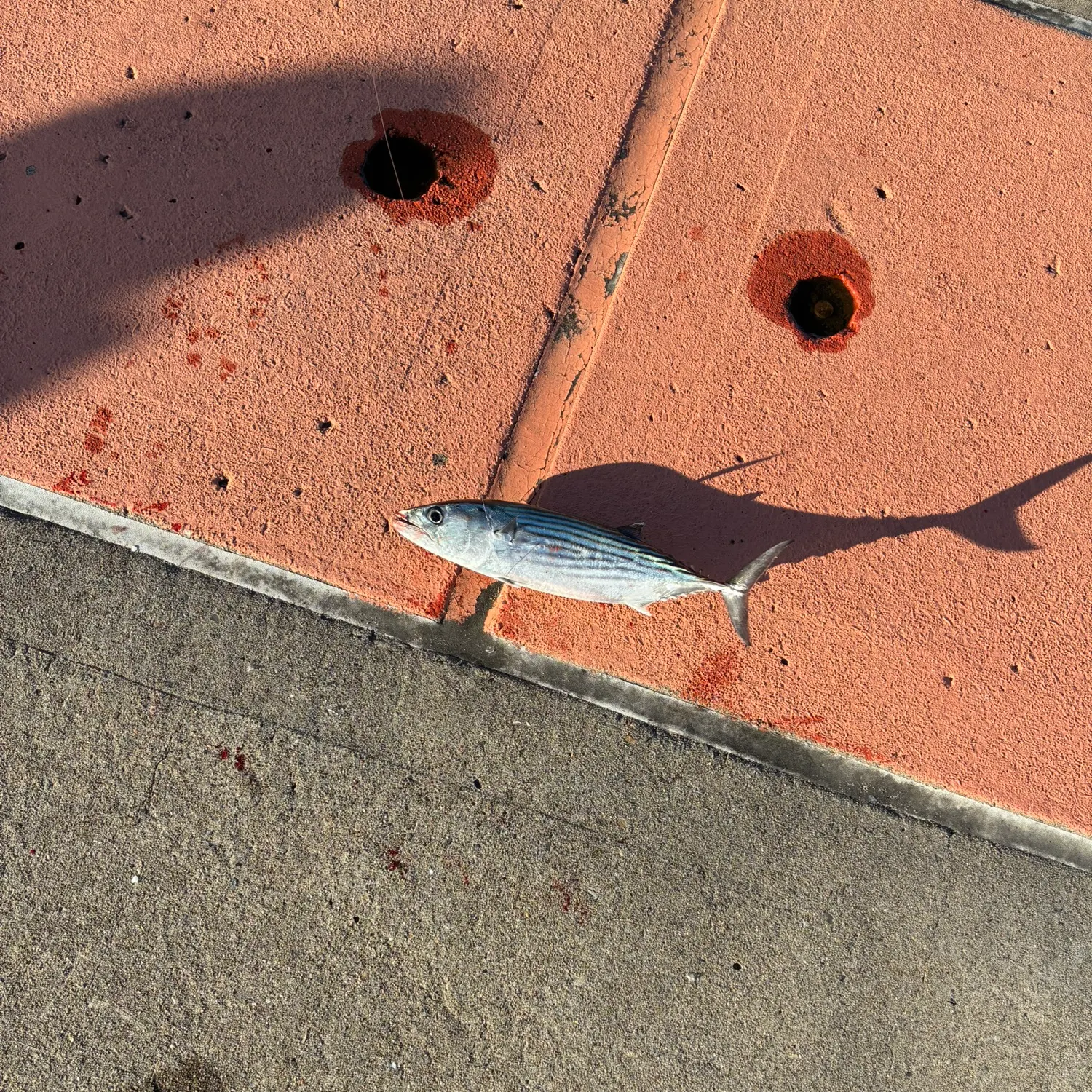 The most recent Striped bonito catches on Fishbrain
