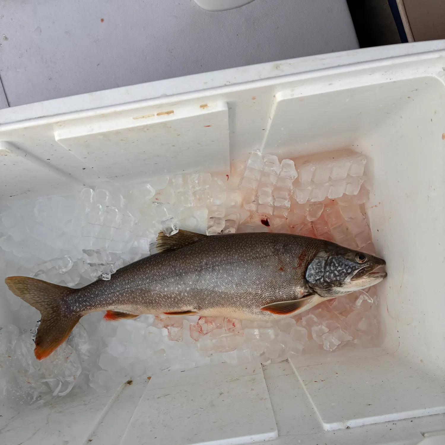 Lake char caught on Fishbrain