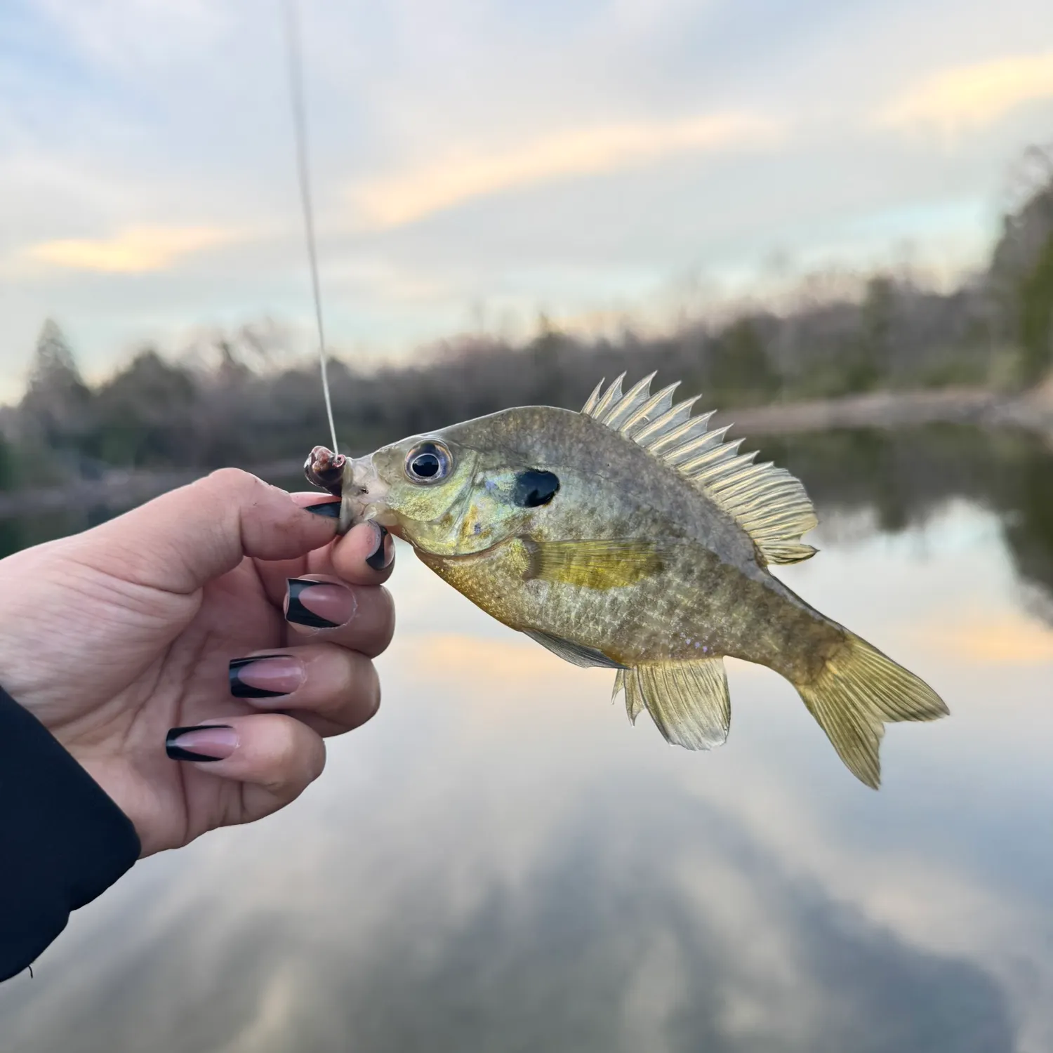 The most recent Bluegill catches on Fishbrain