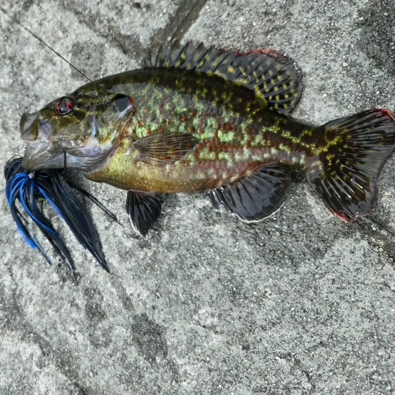 recently logged catches