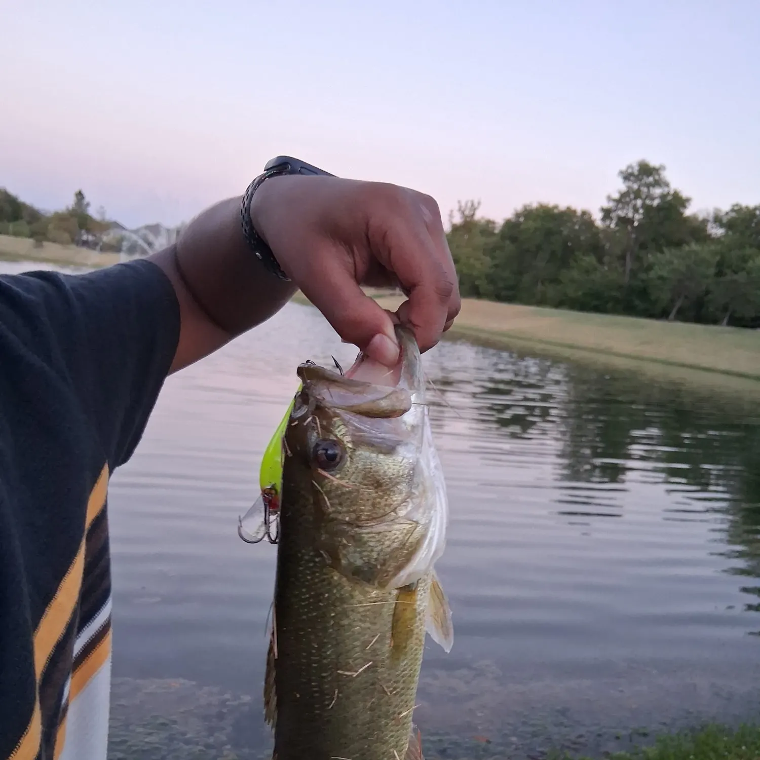 Largemouth bass caught on Fishbrain