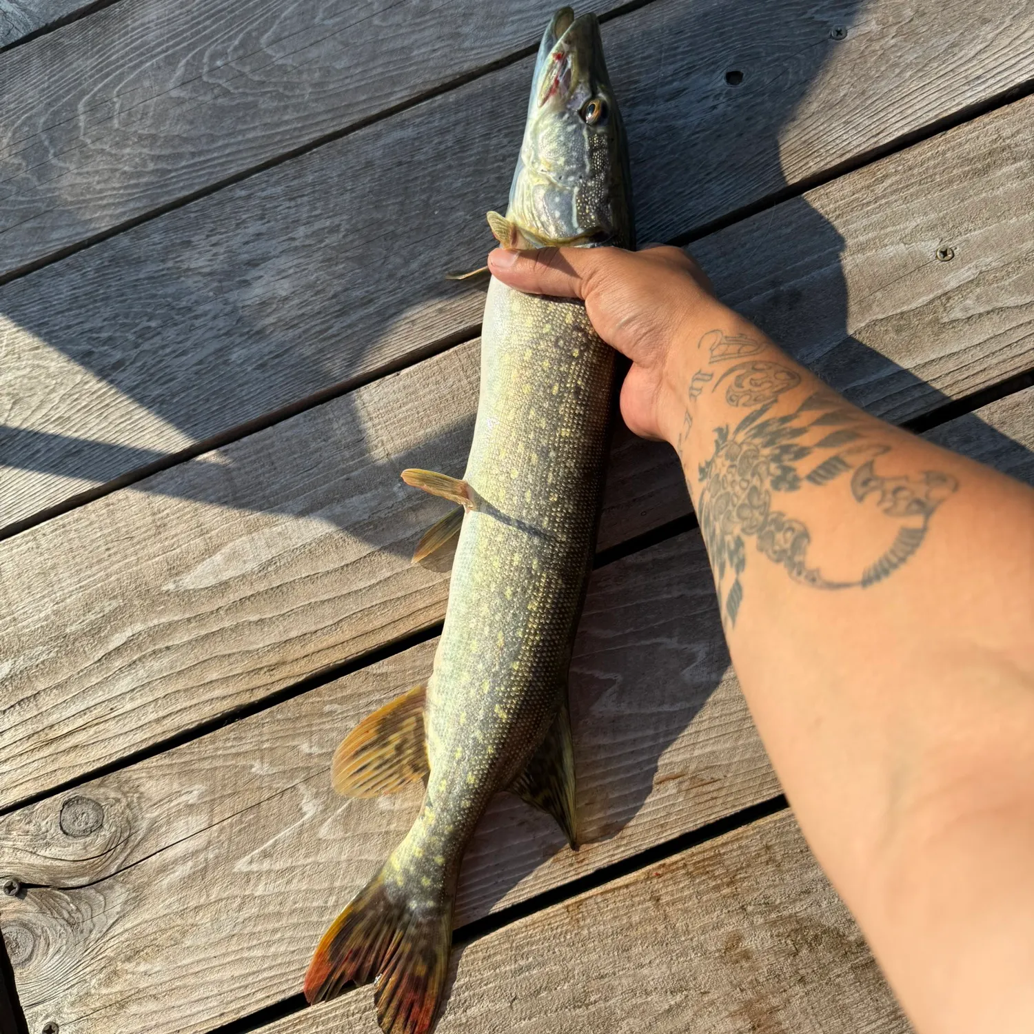 recently logged catches