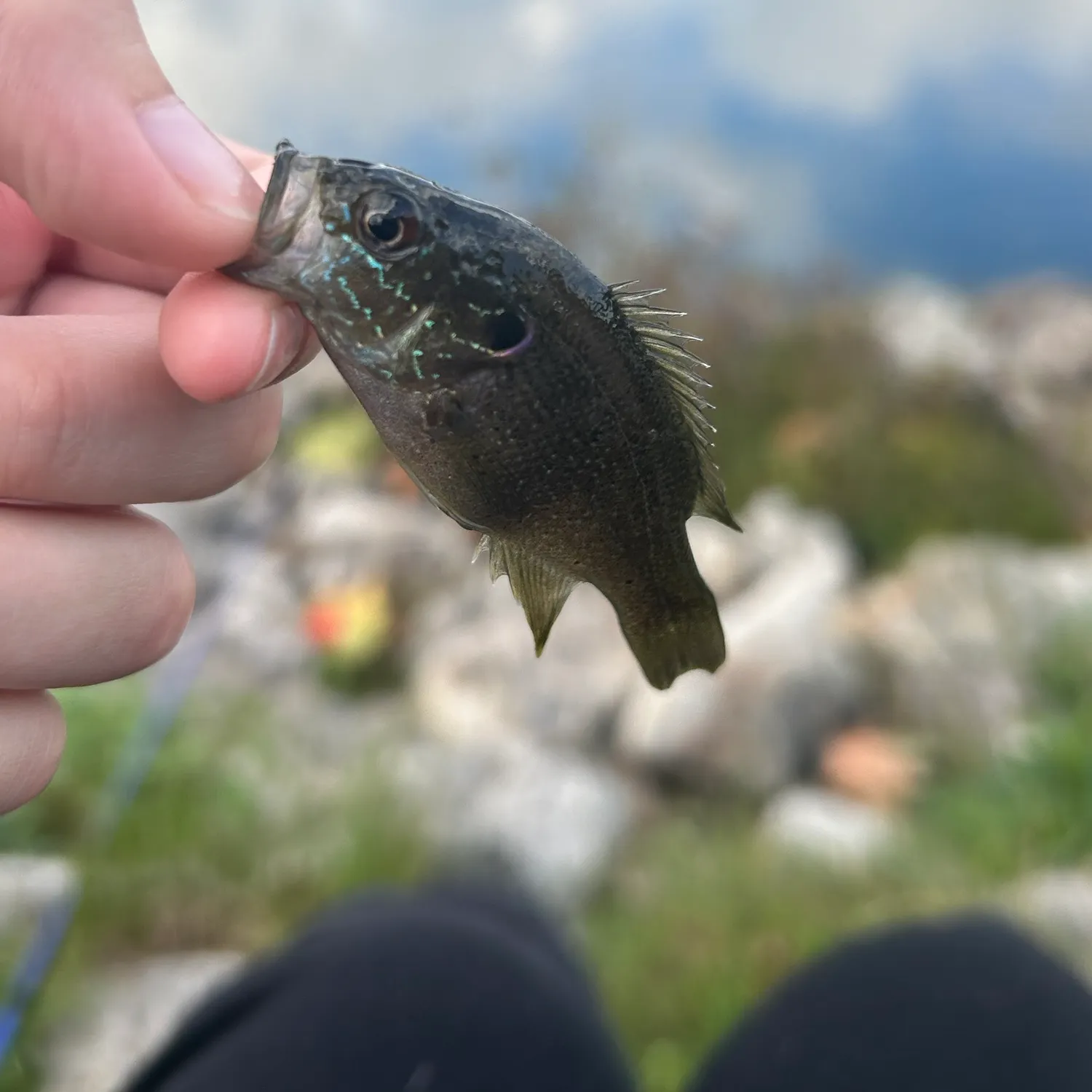 Green sunfish caught on Fishbrain