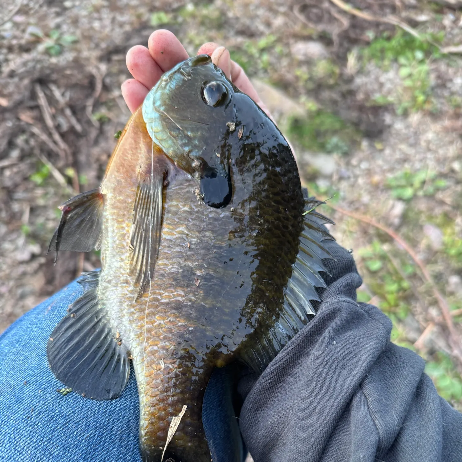Bluegill caught on Fishbrain