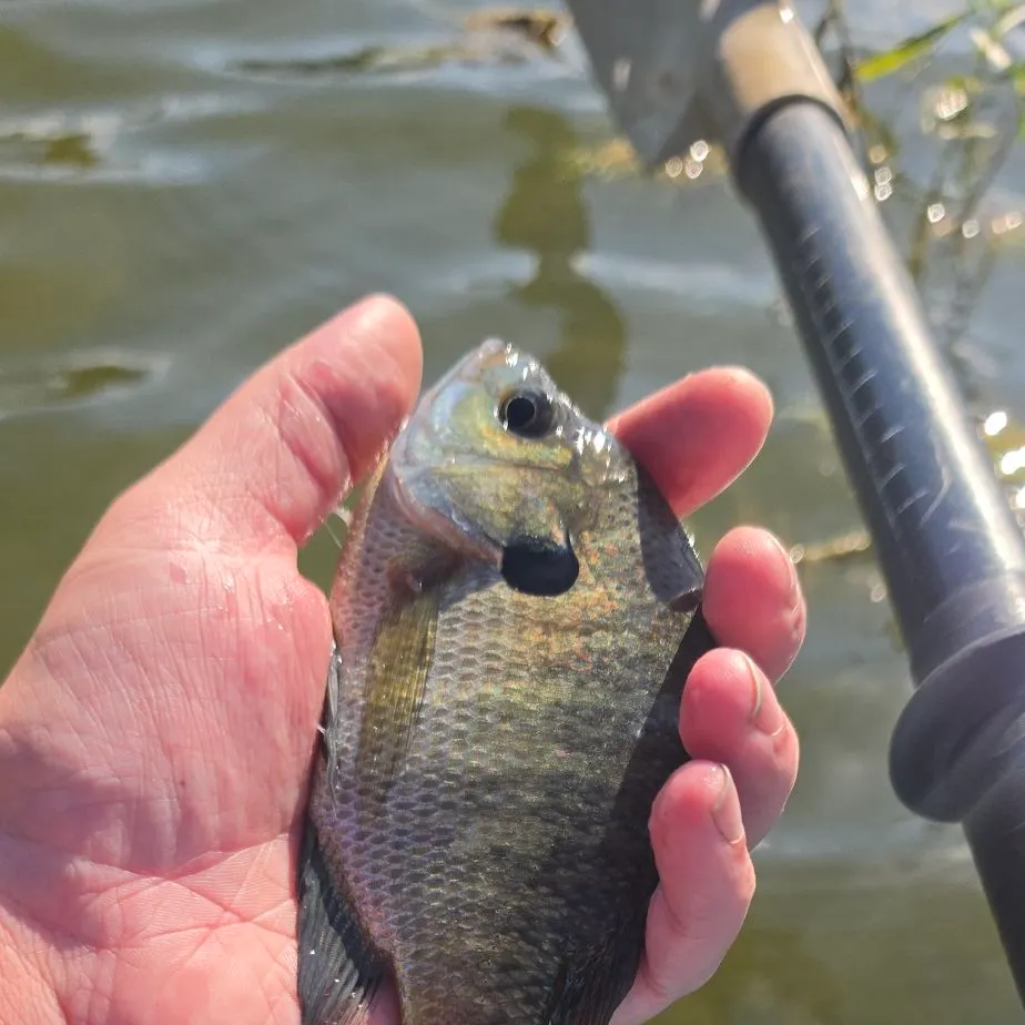 Bluegill caught on Fishbrain