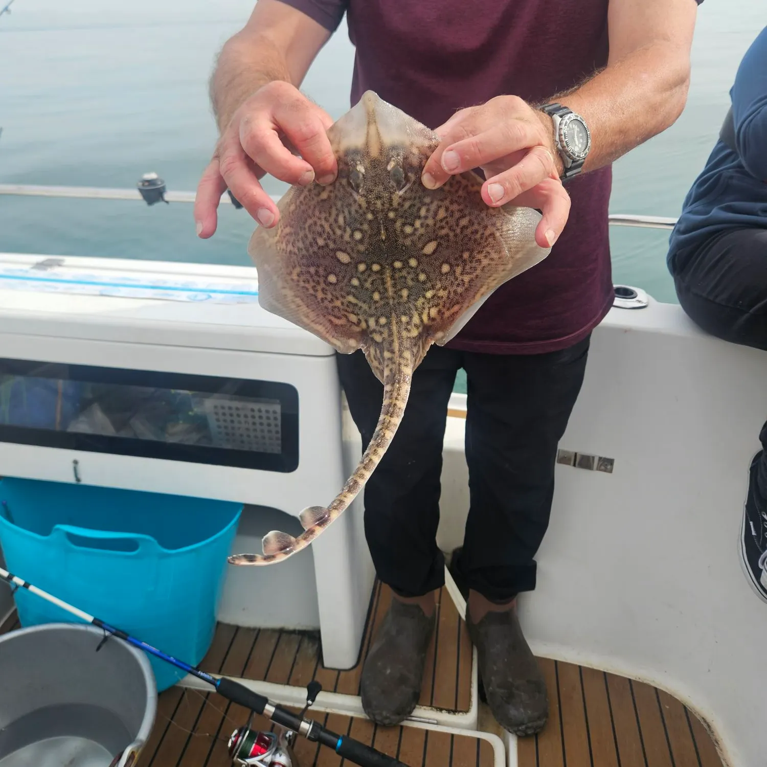 Thornback ray caught on Fishbrain