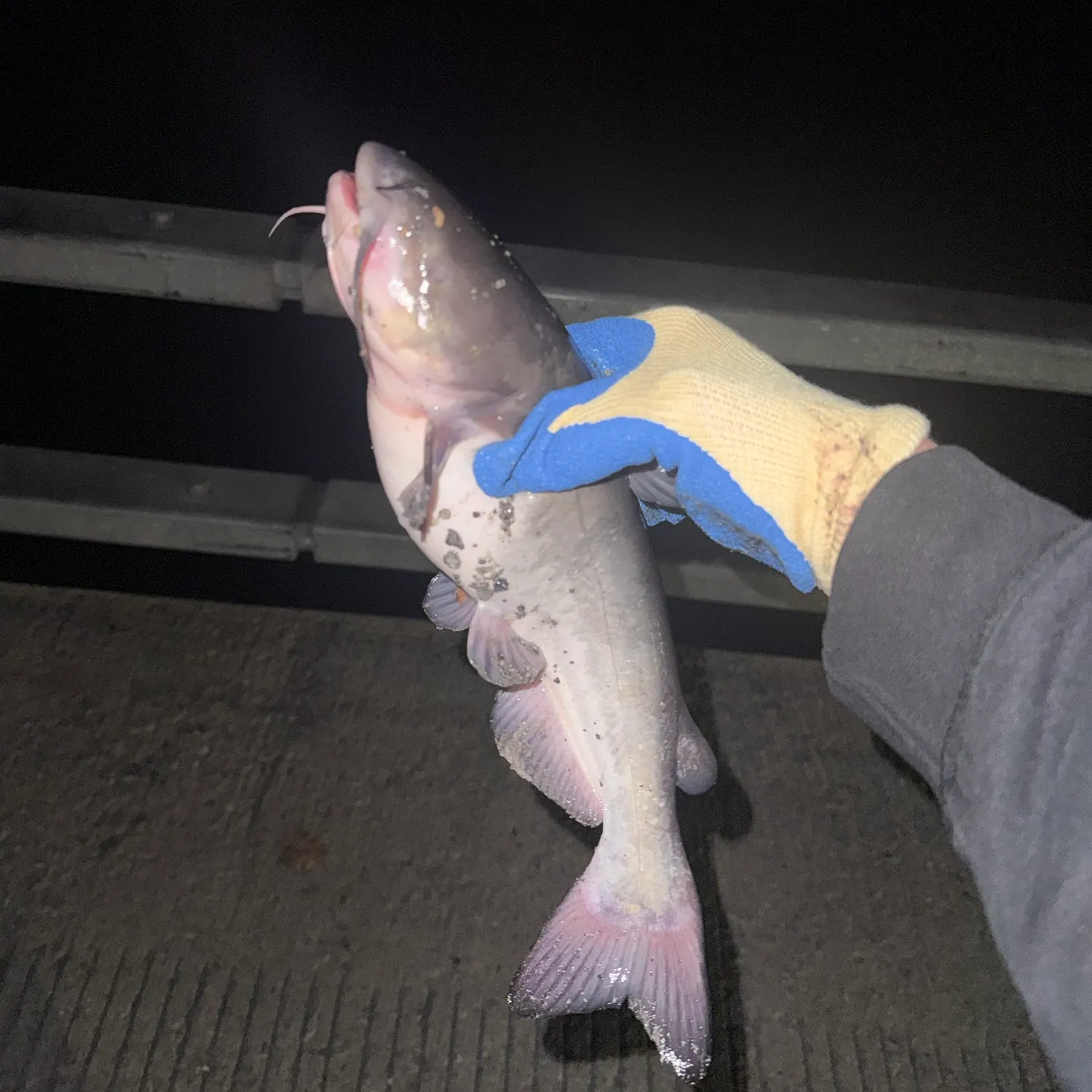 The most recent White bullhead catches on Fishbrain