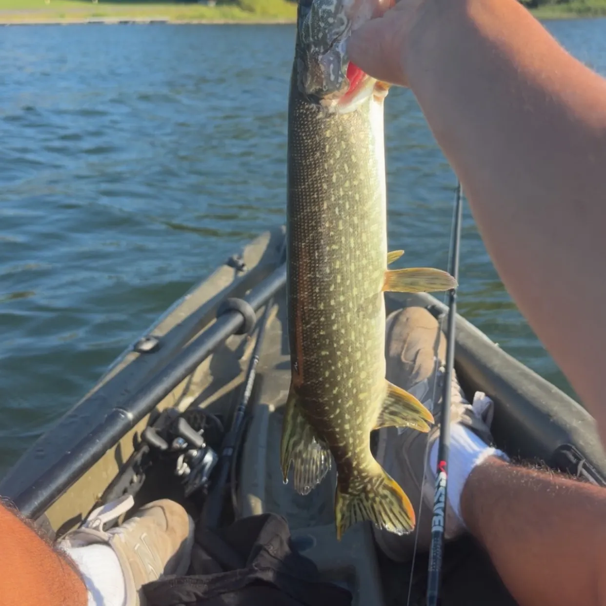 Northern pike caught on Fishbrain