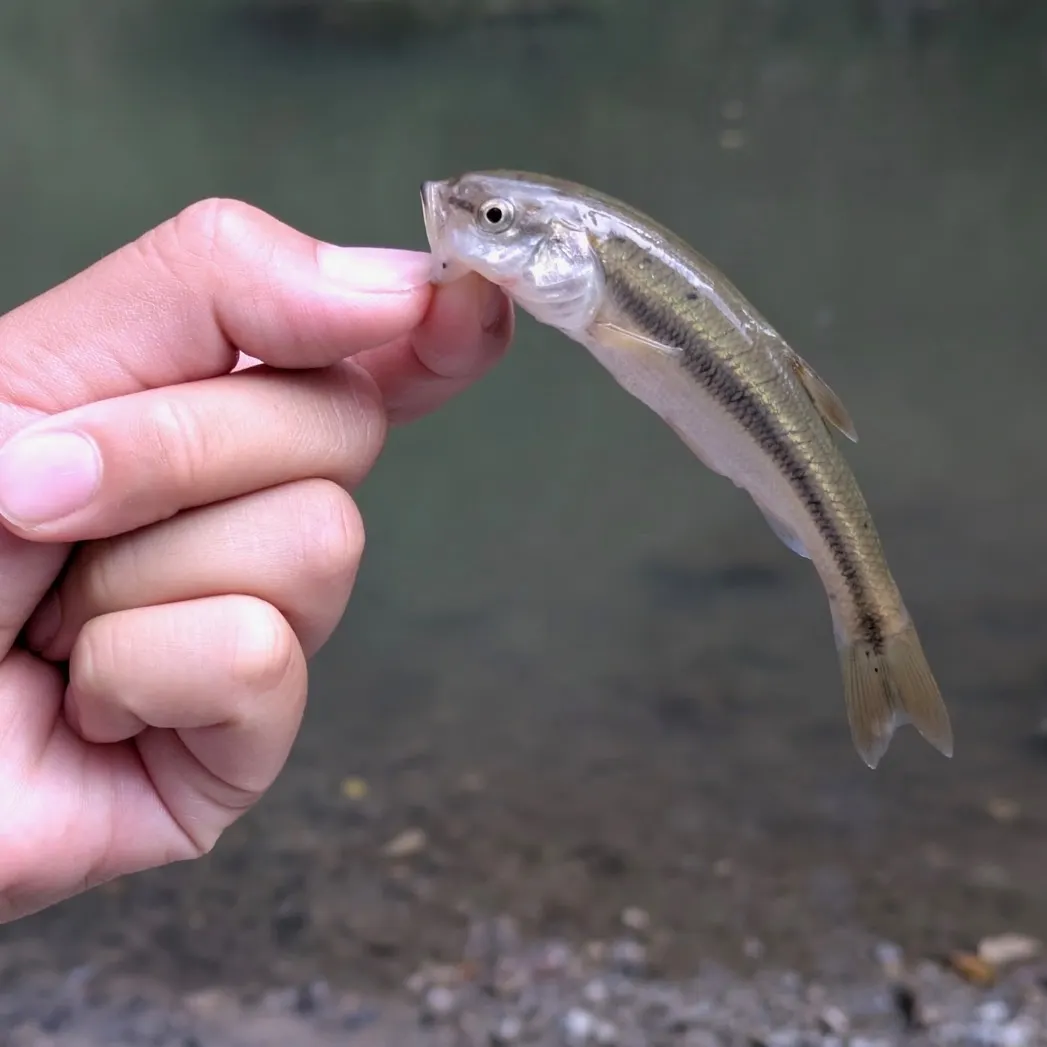 Creek chub caught on Fishbrain