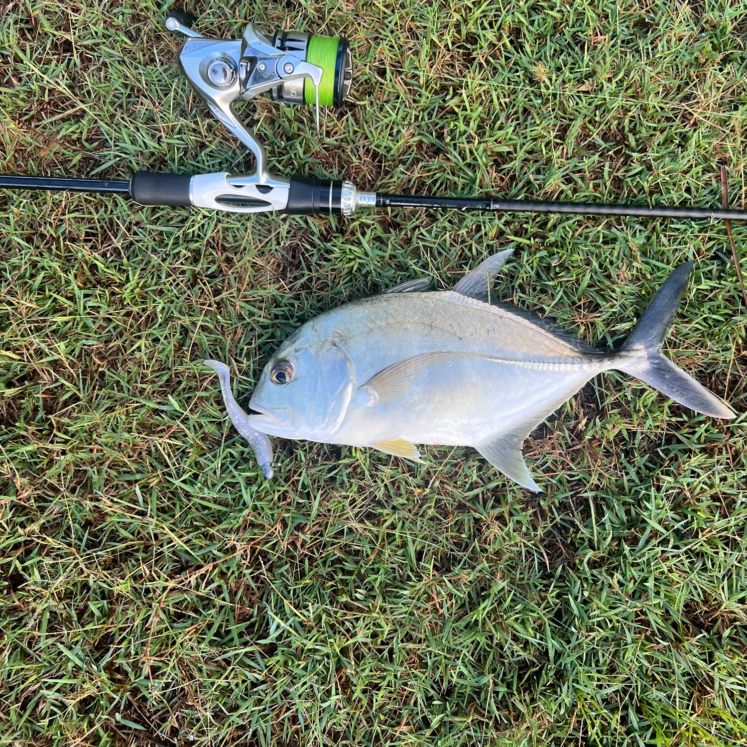 The most recent Giant trevally catches on Fishbrain