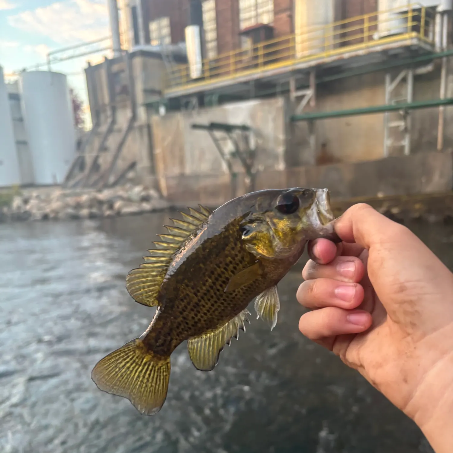 Rock bass caught on Fishbrain