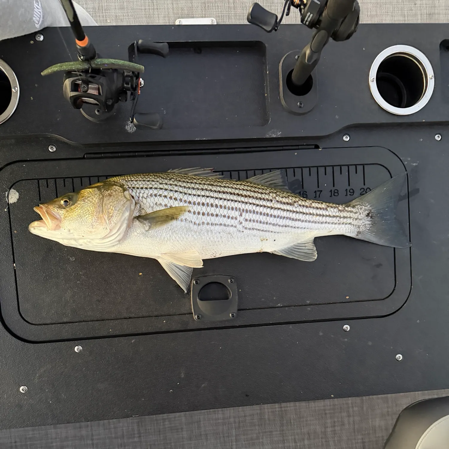 recently logged catches