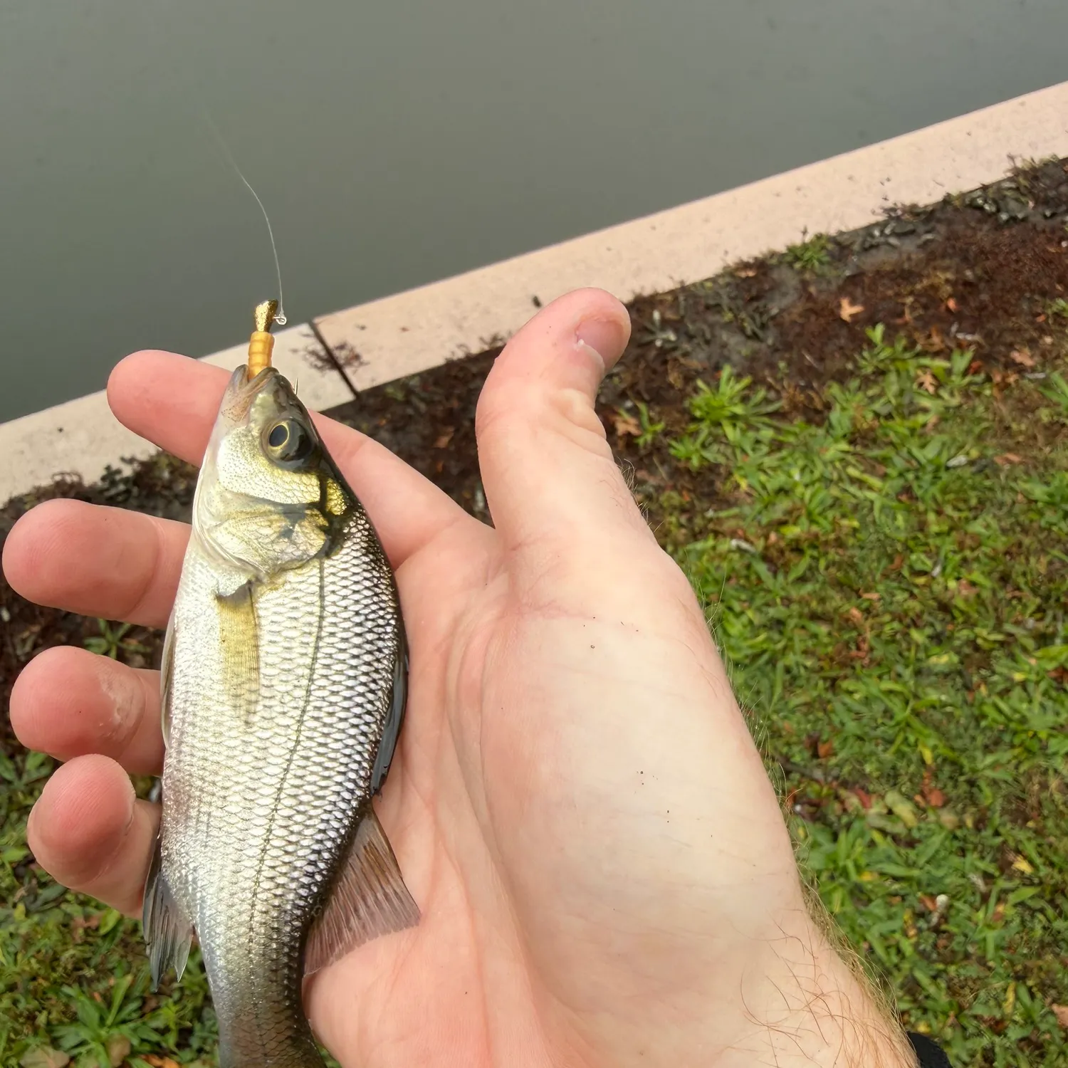 White perch caught on Fishbrain
