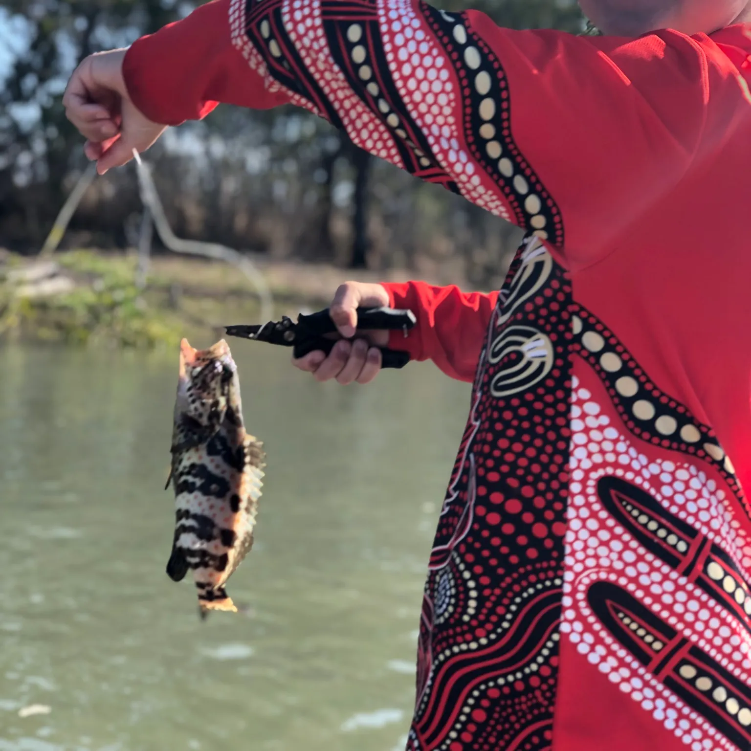 The most recent Malabar grouper catches on Fishbrain