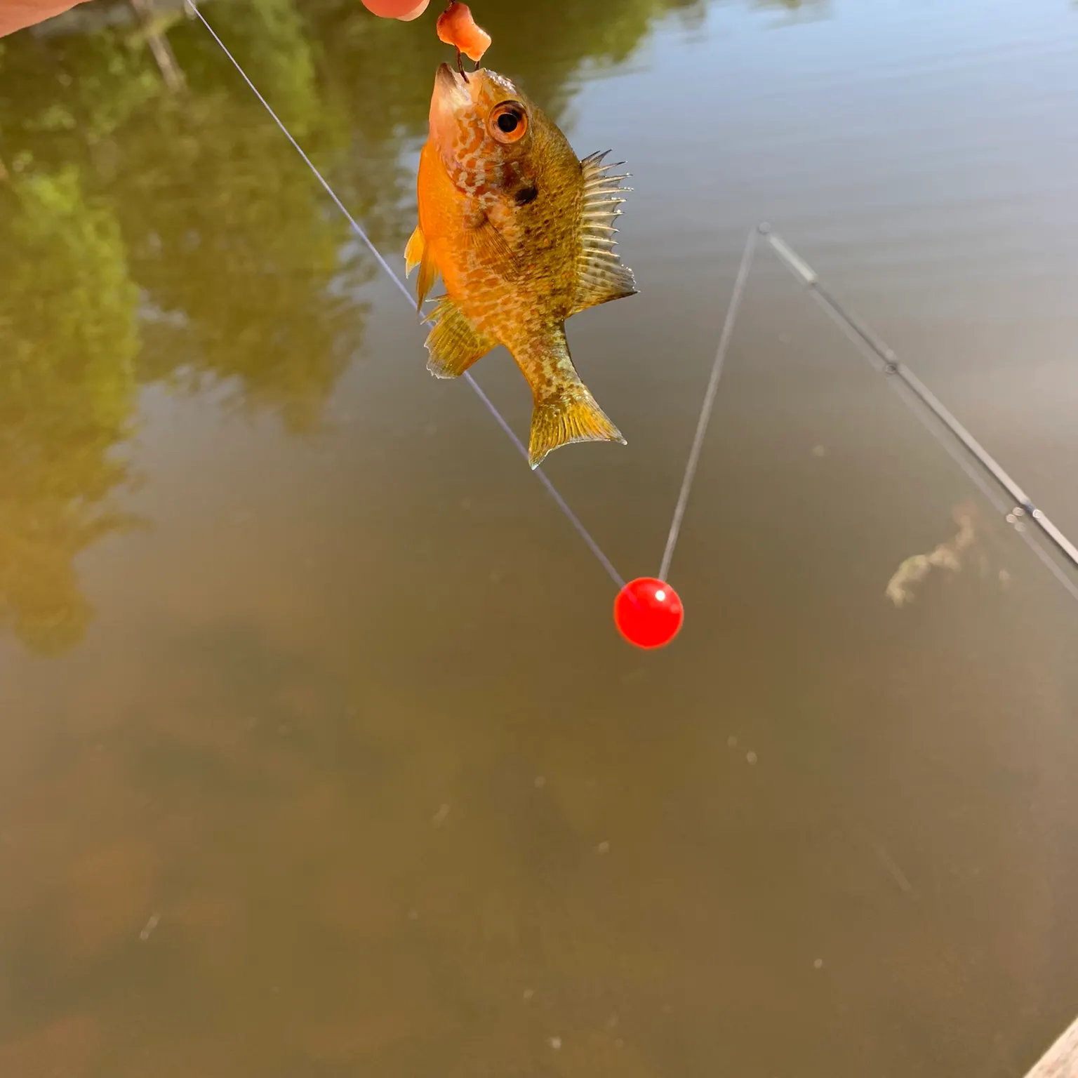 The most recent Pumpkinseed catches on Fishbrain
