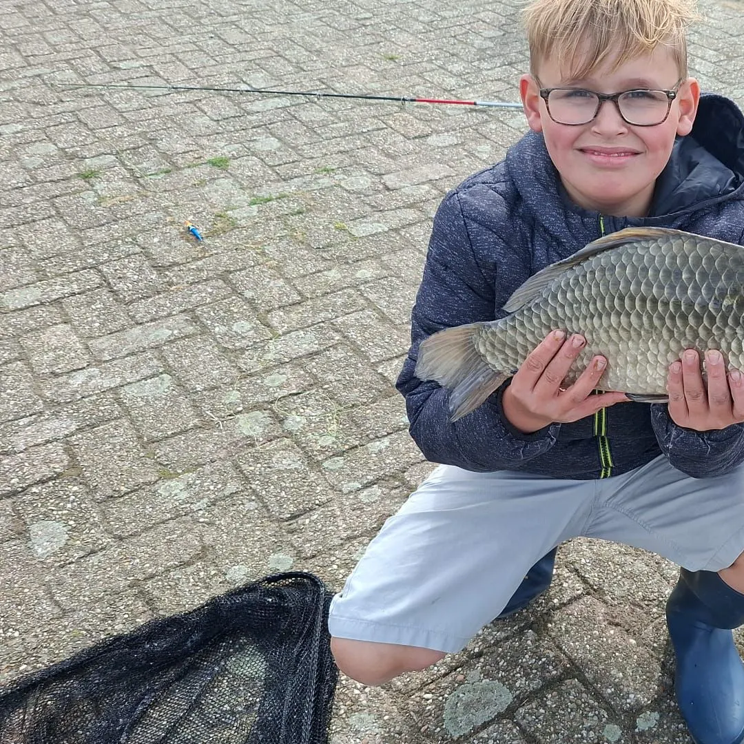 The most recent Prussian carp catches on Fishbrain