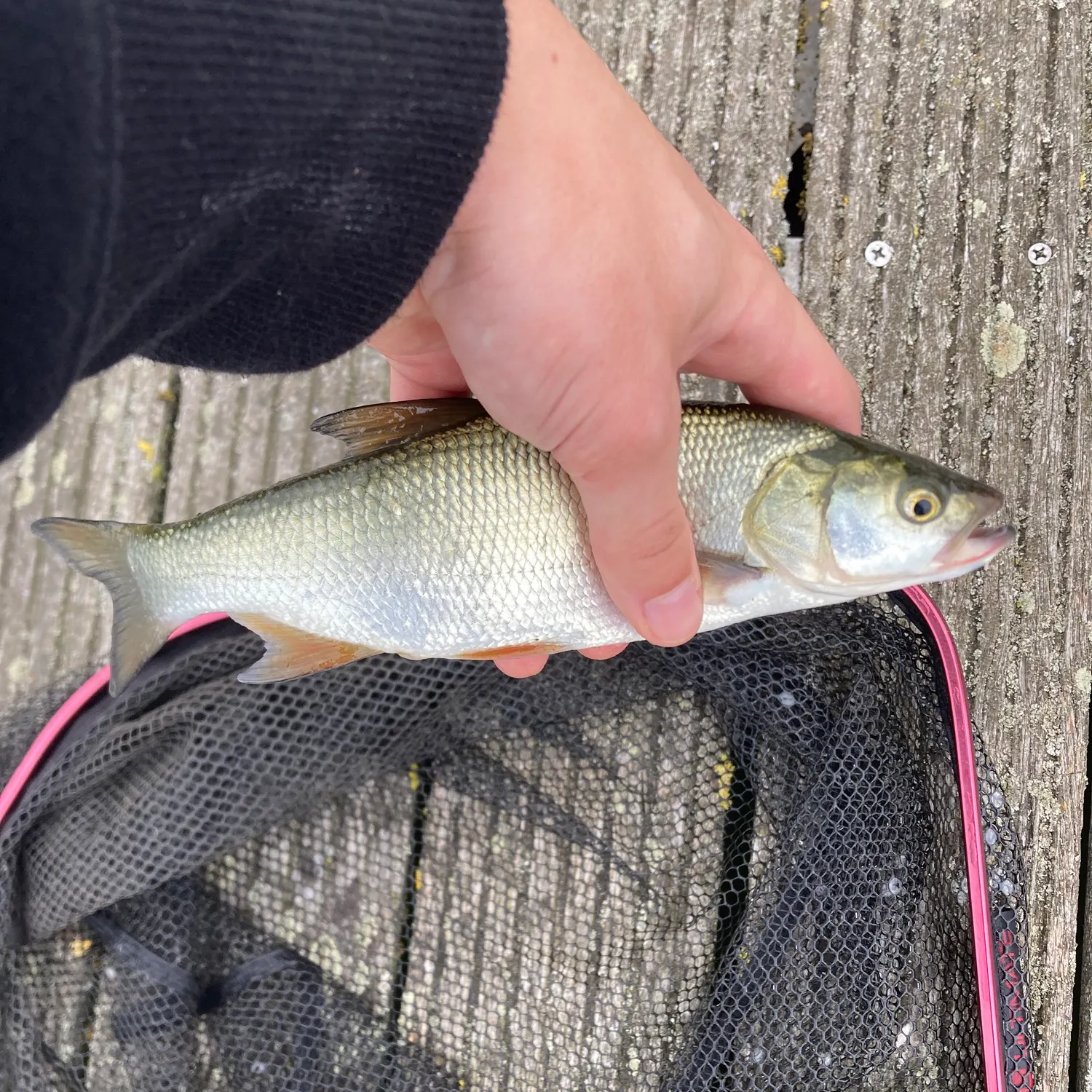 The most recent Asp catches on Fishbrain