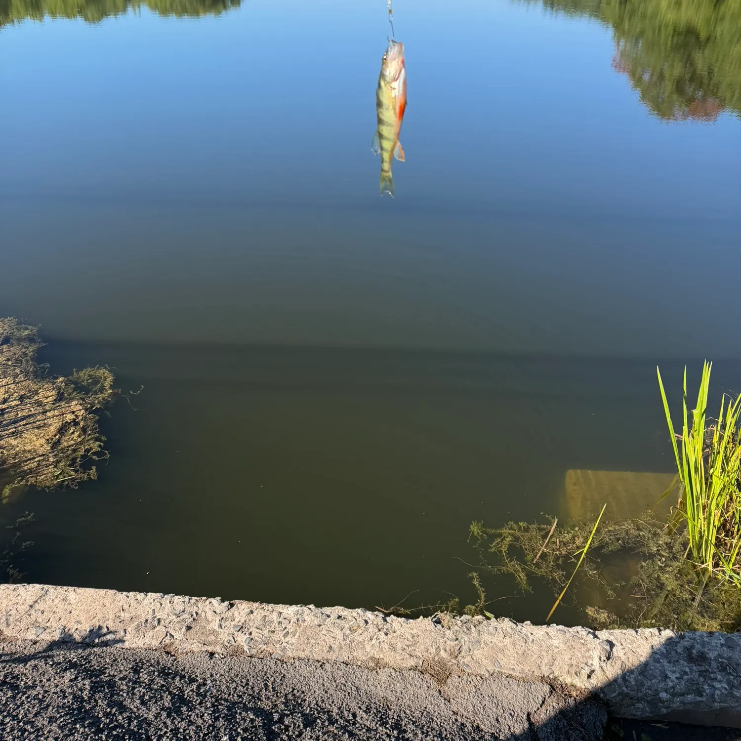 Yellow perch caught on Fishbrain