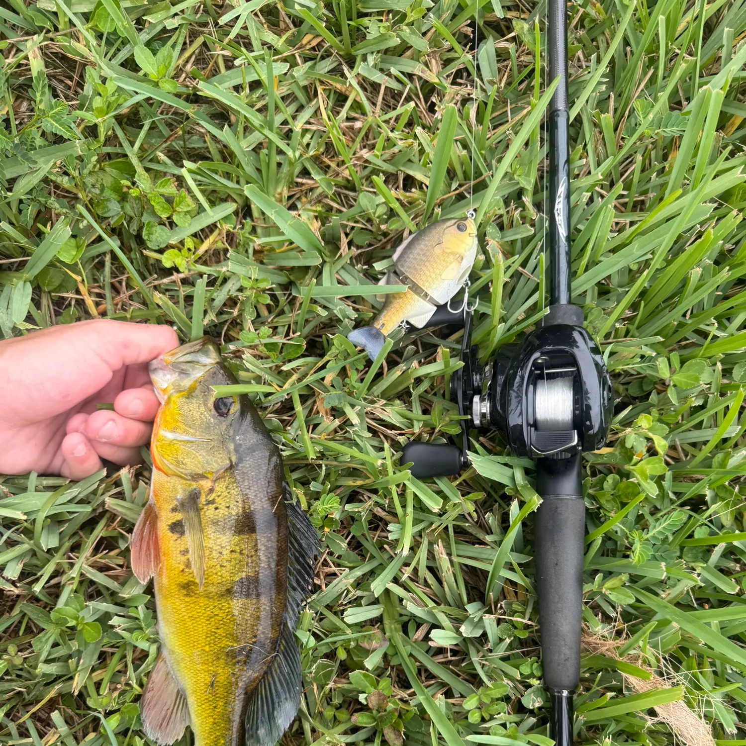 The most recent Butterfly peacock bass catches on Fishbrain