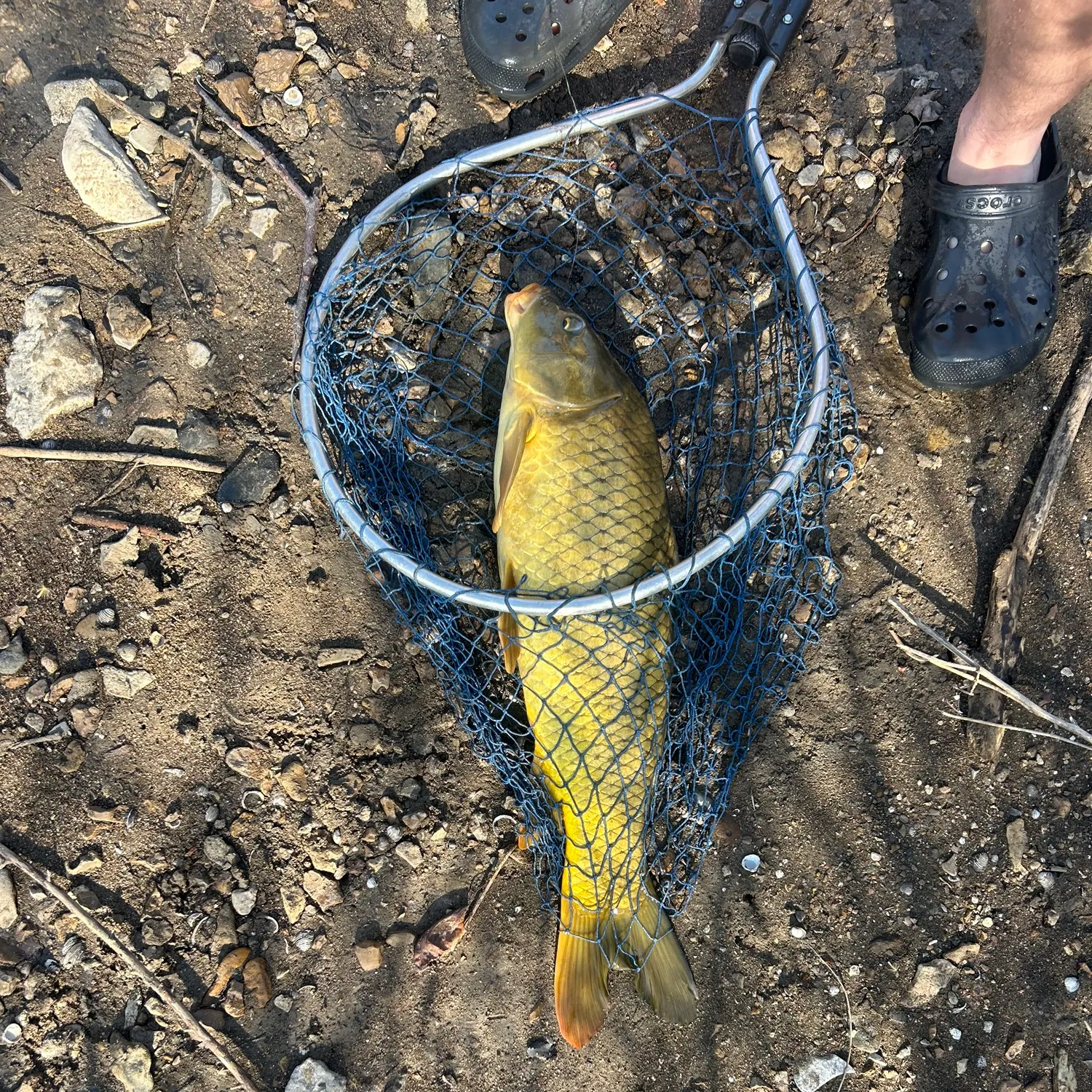 The most recent Great white shark catches on Fishbrain