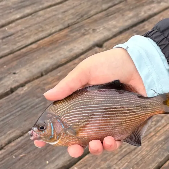 The most recent Striped seaperch catches on Fishbrain