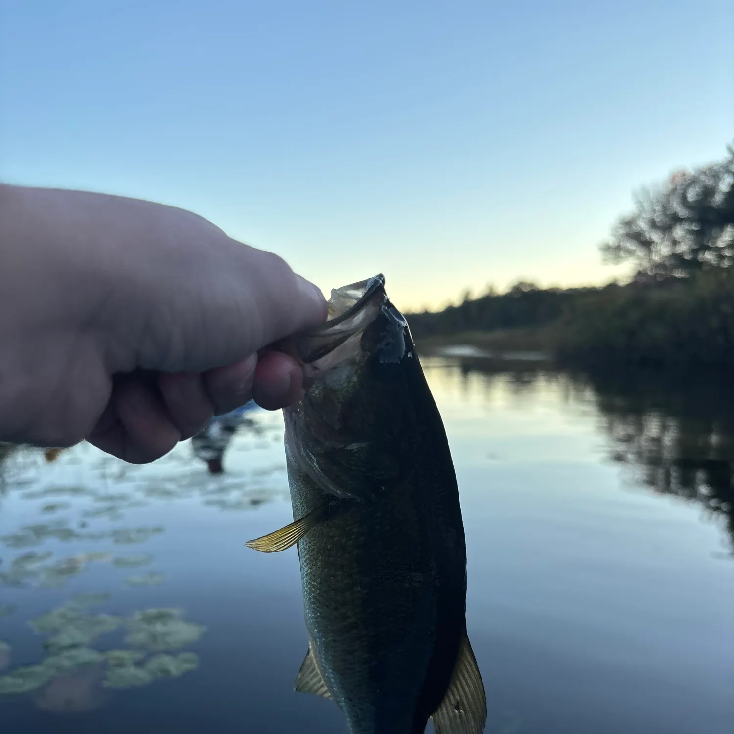 Largemouth bass caught on Fishbrain
