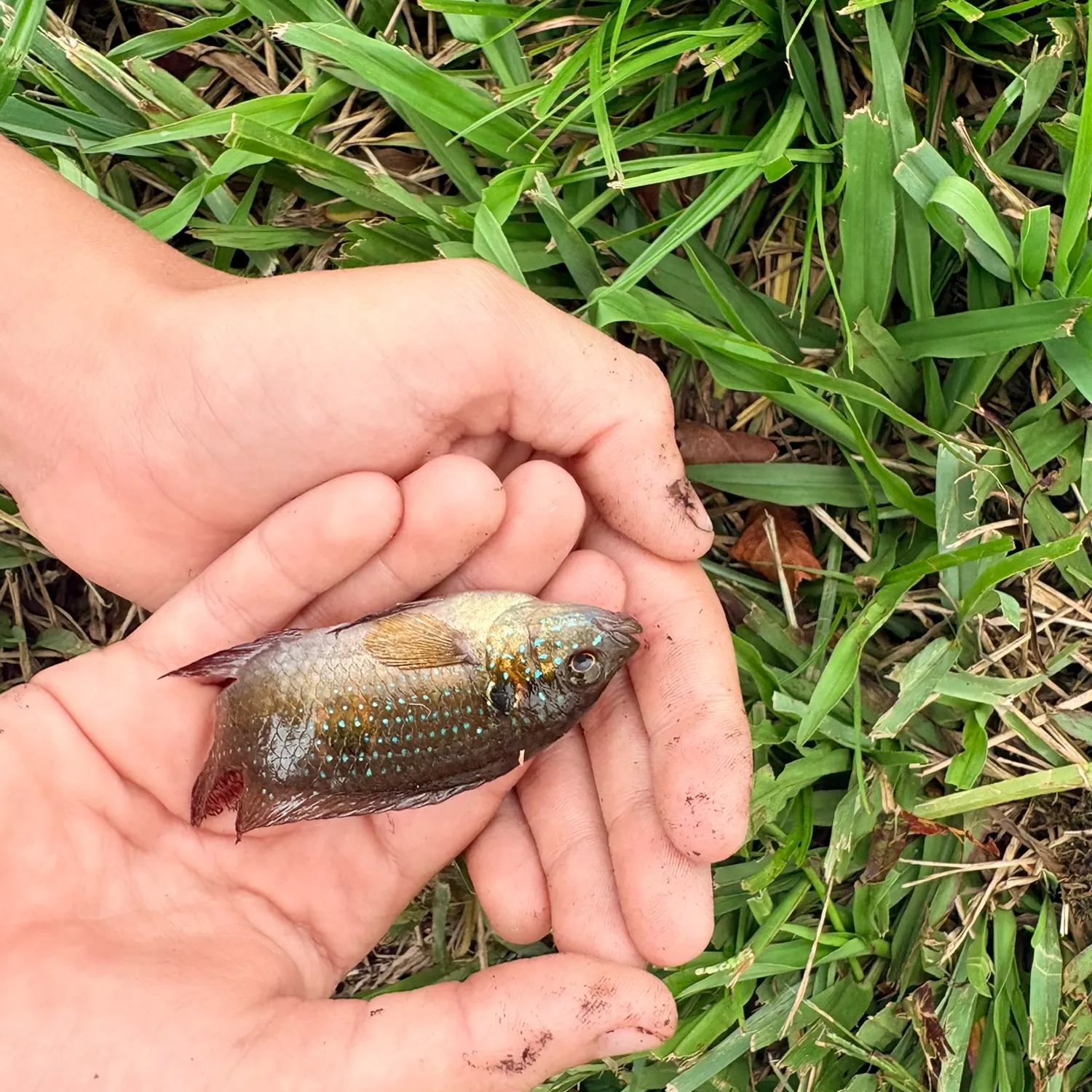 The most recent African Jewelfish catches on Fishbrain