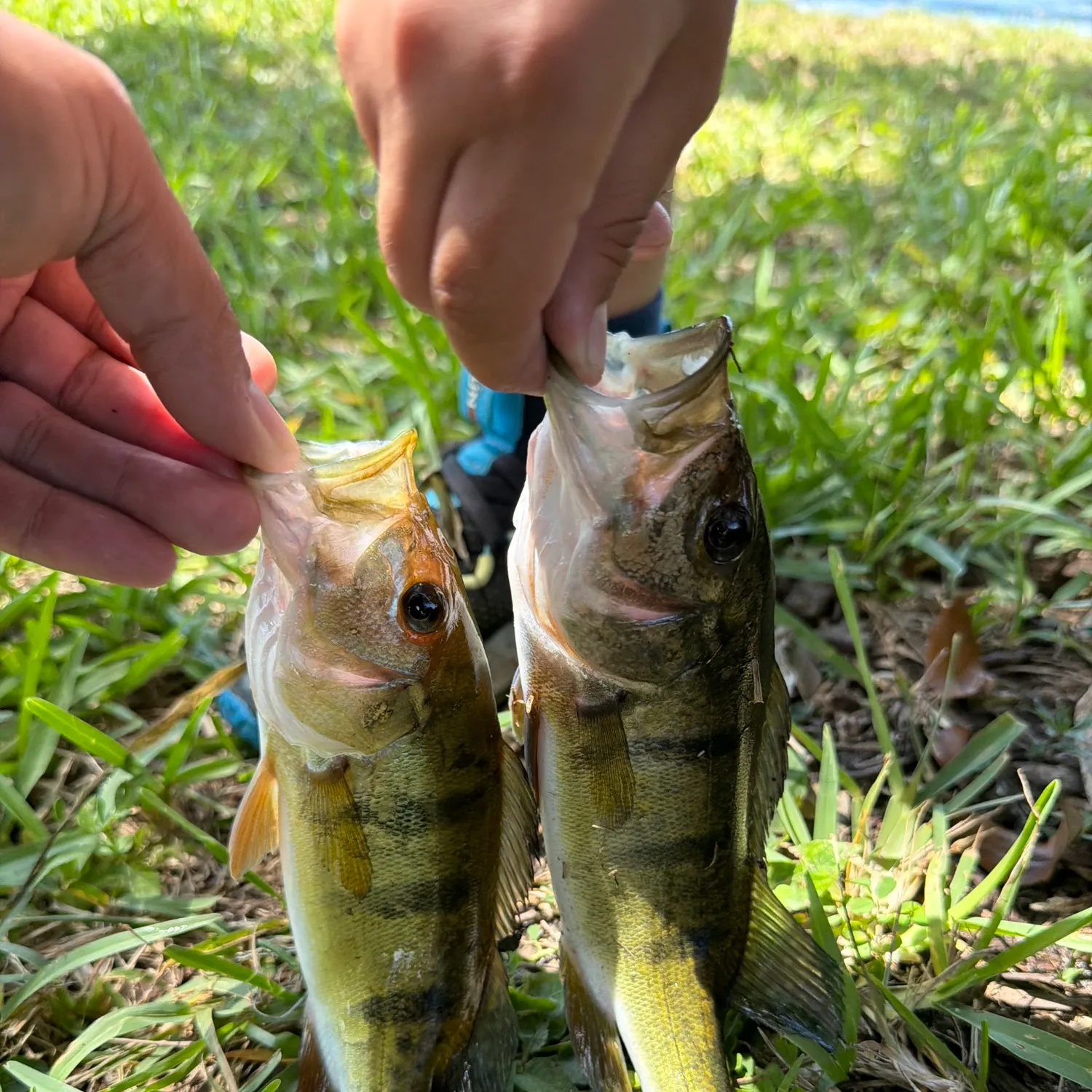 Butterfly peacock bass caught on Fishbrain