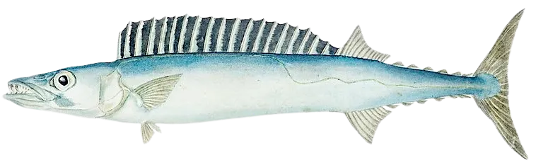 Snoek