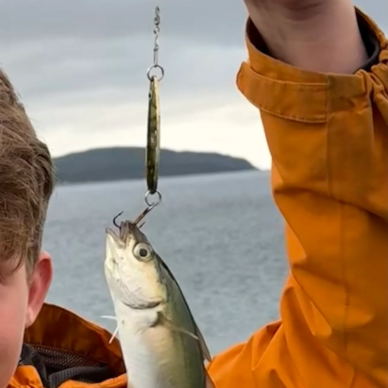 Atlantic pollock caught on Fishbrain