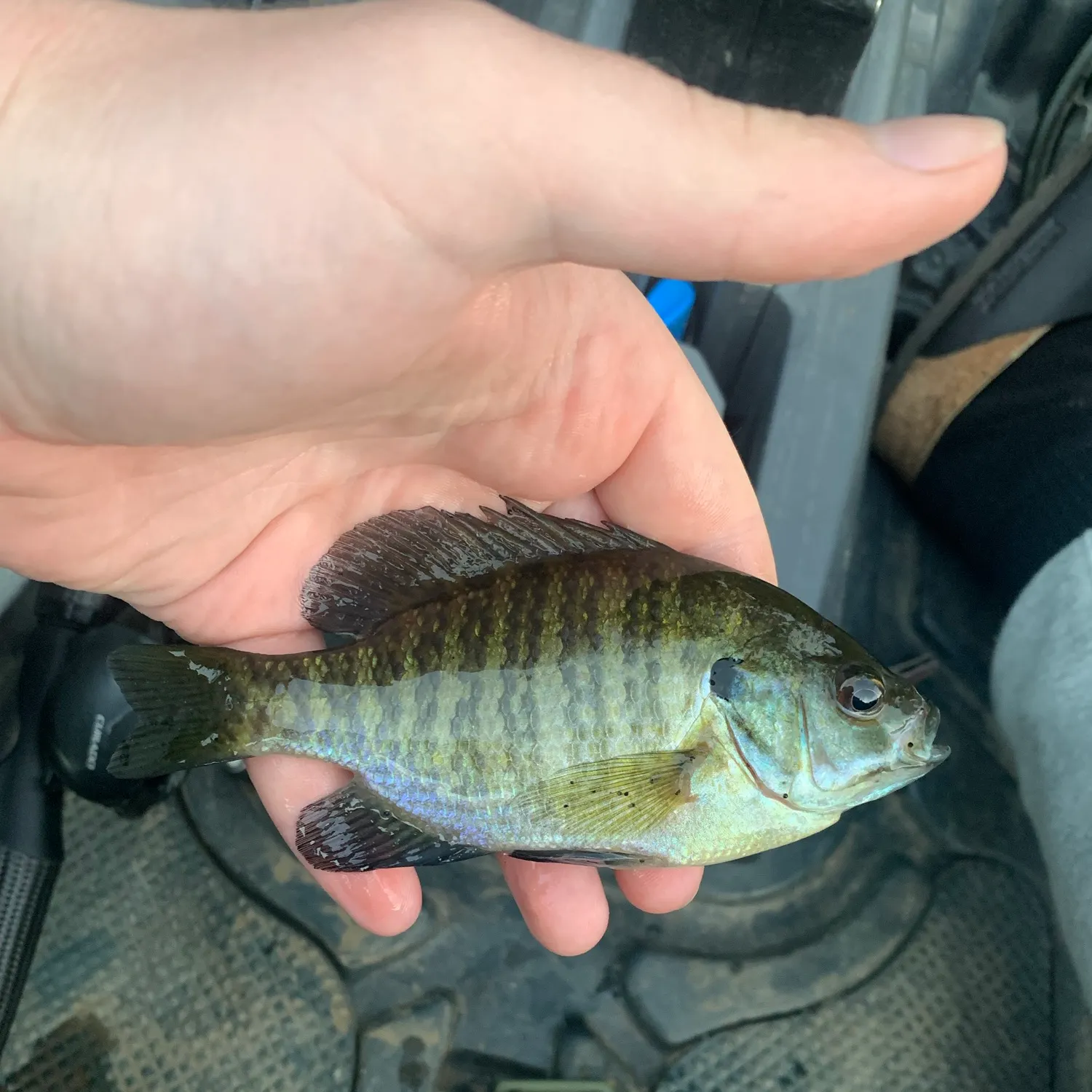 Bluegill caught on Fishbrain