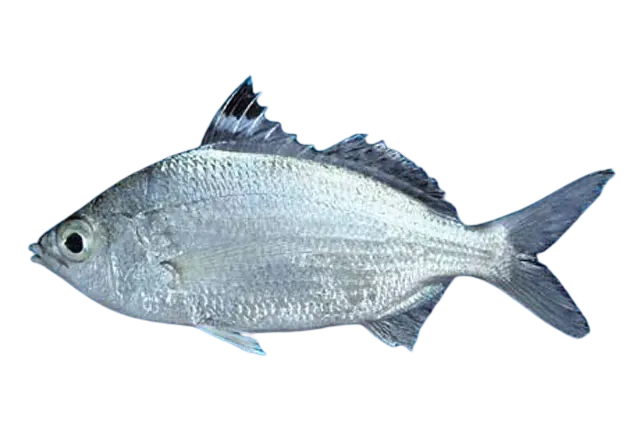 Pacific flagfin mojarra