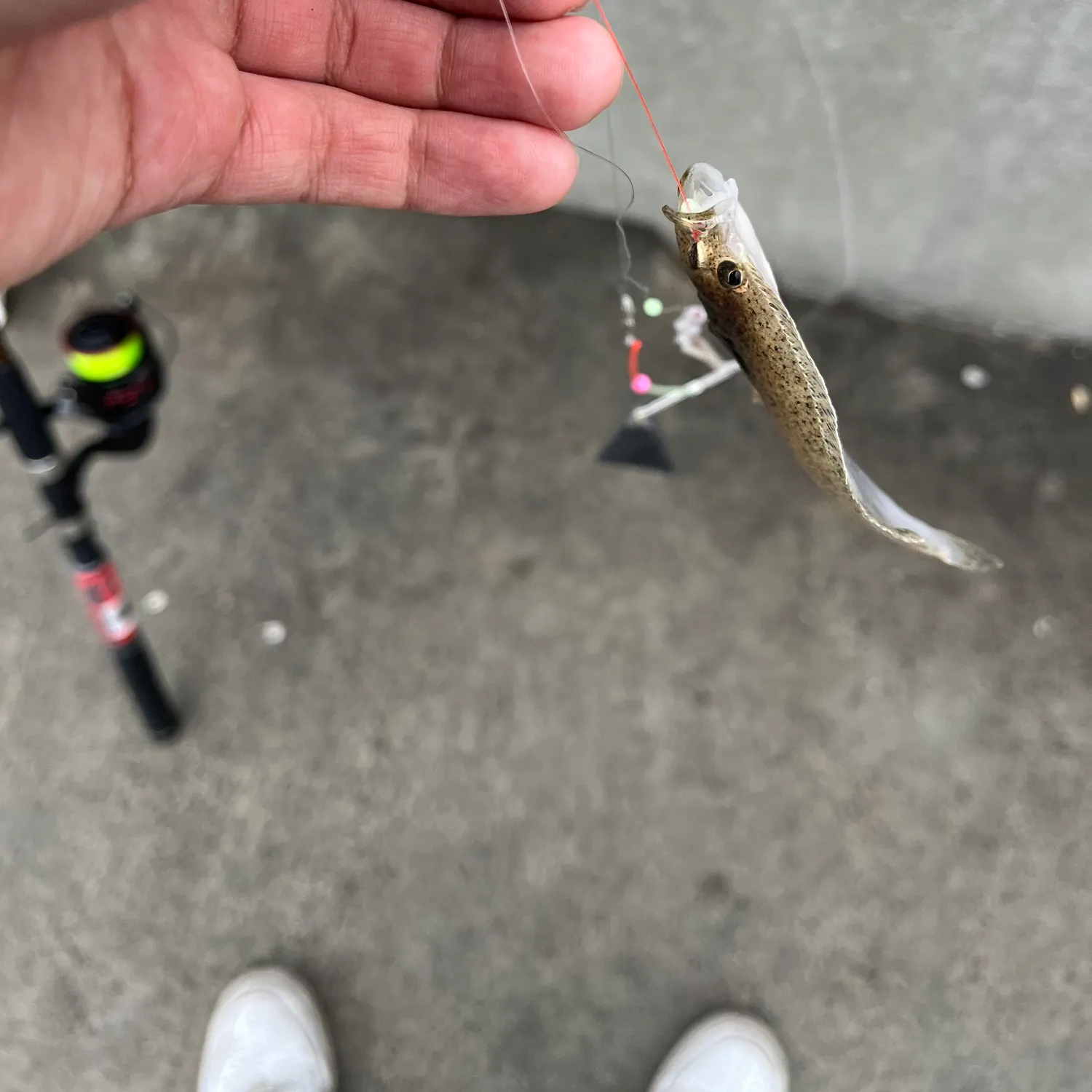 The most recent Pacific halibut catches on Fishbrain