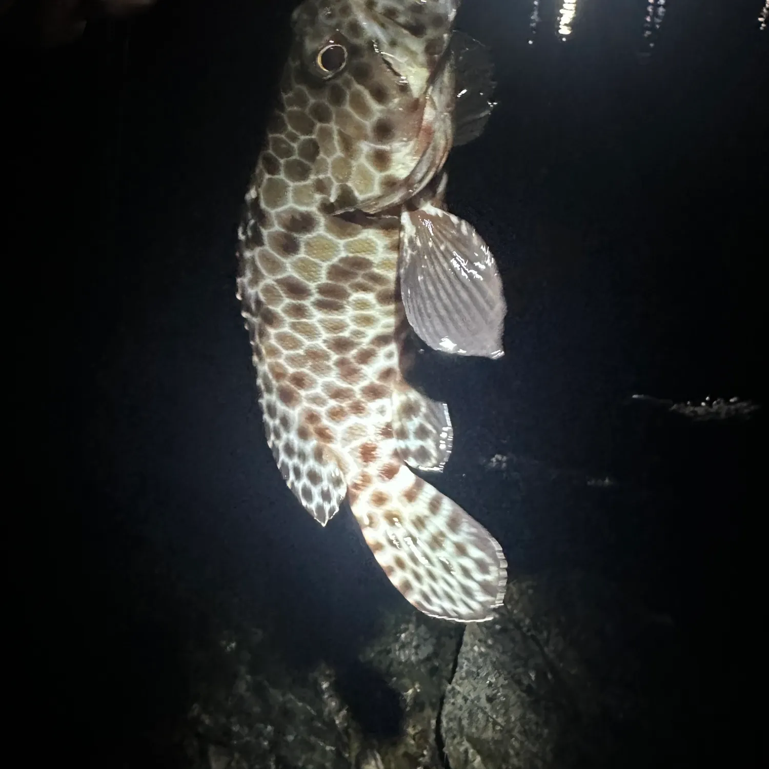 The most recent One-blotch grouper catches on Fishbrain