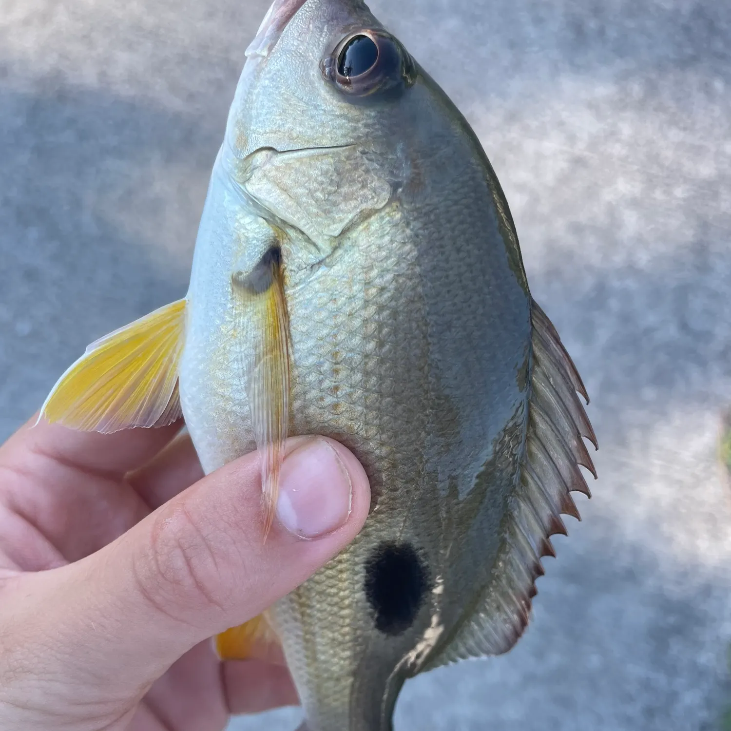 Moses perch caught on Fishbrain