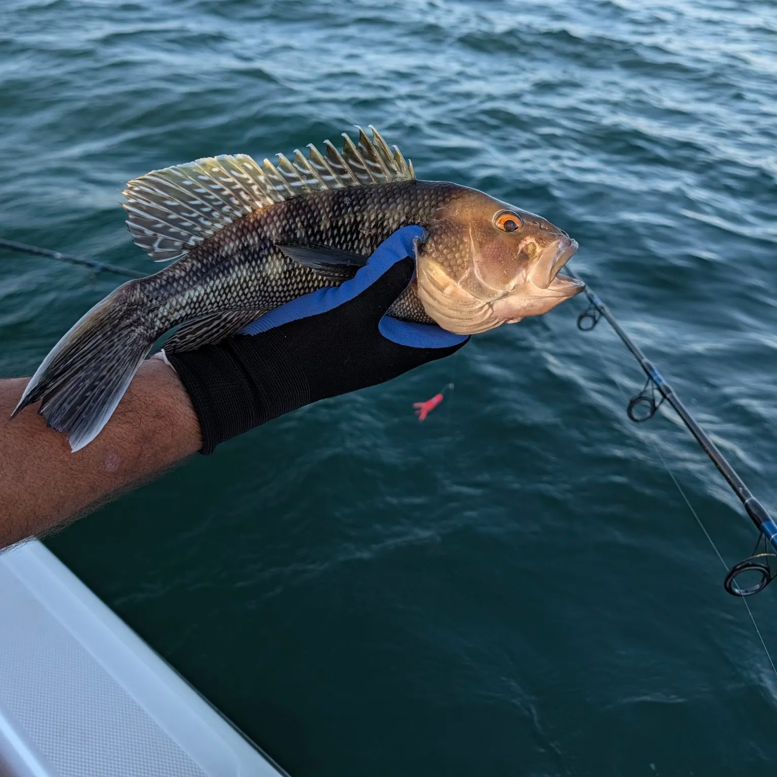 Black sea bass caught on Fishbrain